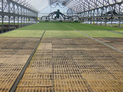 seed raing mix for commercial growers