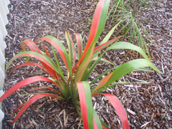 Landscaping bark around flax