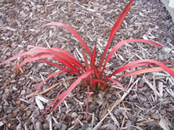 Red flax in our landscaping bark