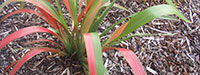 Landscaping bark