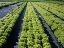 potting mix for commercial growers