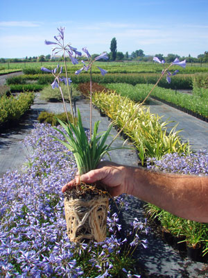Root Growth