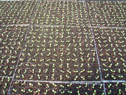 Seedlings in seed raising mix